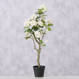 Topfpflanze Hortensie