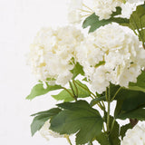 Topfpflanze Hortensie