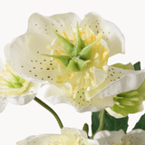 Christrose weiß - WohnSinn