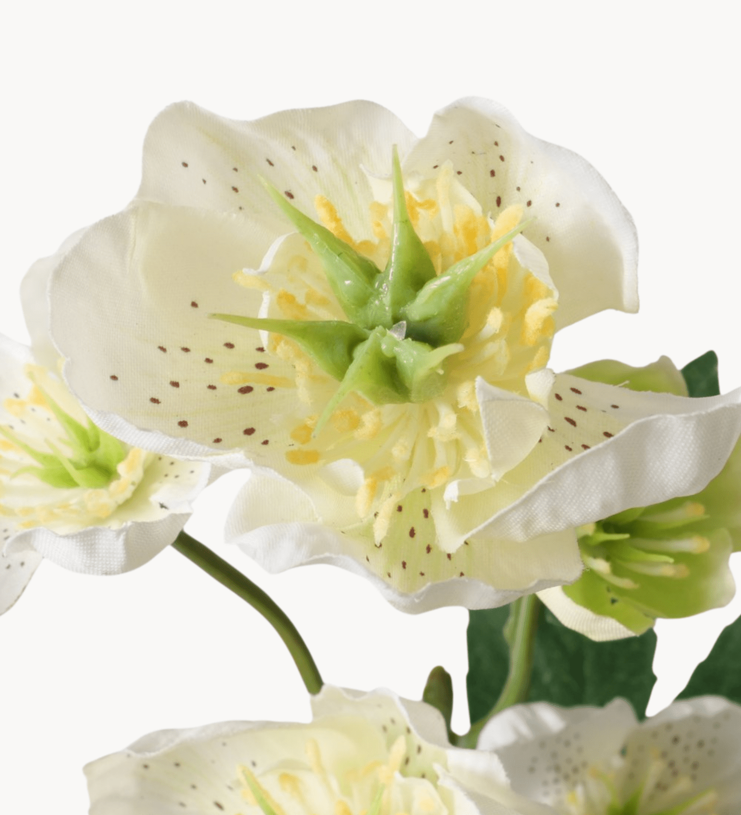Christrose weiß - WohnSinn