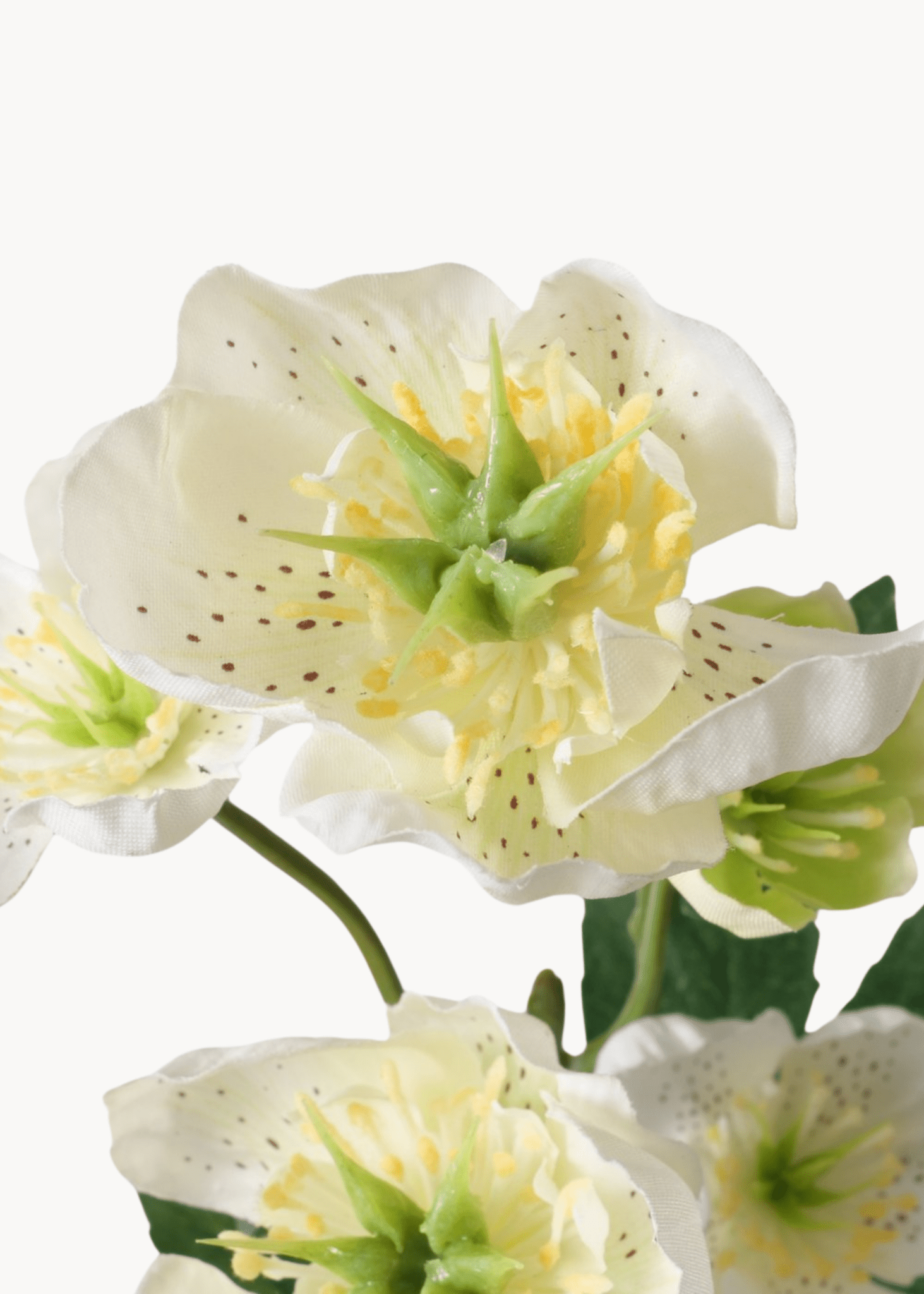Christrose weiß - WohnSinn