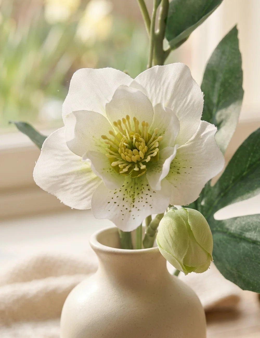 Christrose weiß – Nahaufnahme Materialdetail