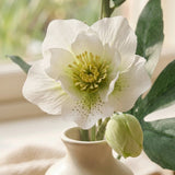 Christrose weiß – Nahaufnahme Materialdetail