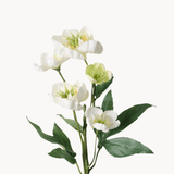 Christrose weiß - WohnSinn