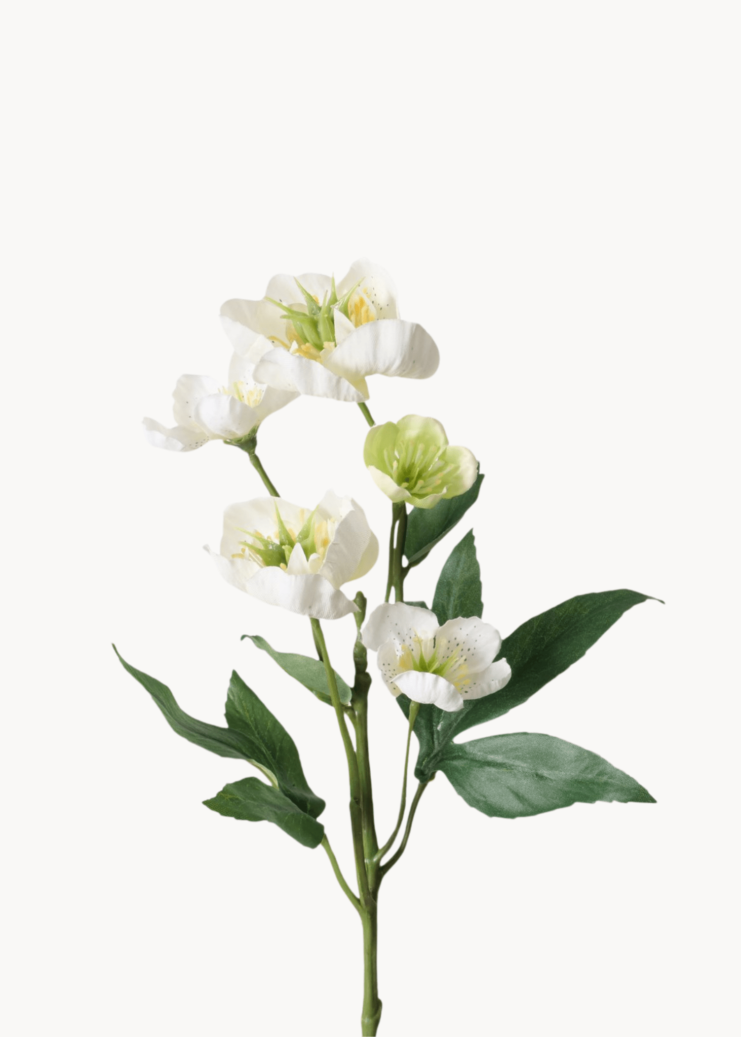 Christrose weiß - WohnSinn