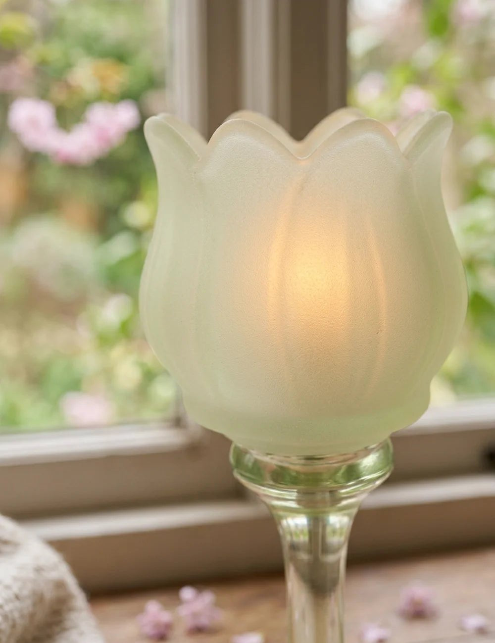 Tully grün Glas-Tulpe Nahaufnahme mit Kirschblüten im Hintergrund