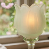Tully grün Glas-Tulpe Nahaufnahme mit Kirschblüten im Hintergrund