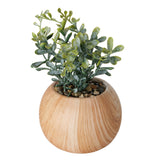 Topfpflanze - WohnSinn