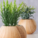 Topfpflanze - WohnSinn