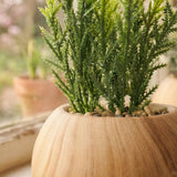 Topfpflanze – Nahaufnahme Materialdetail
