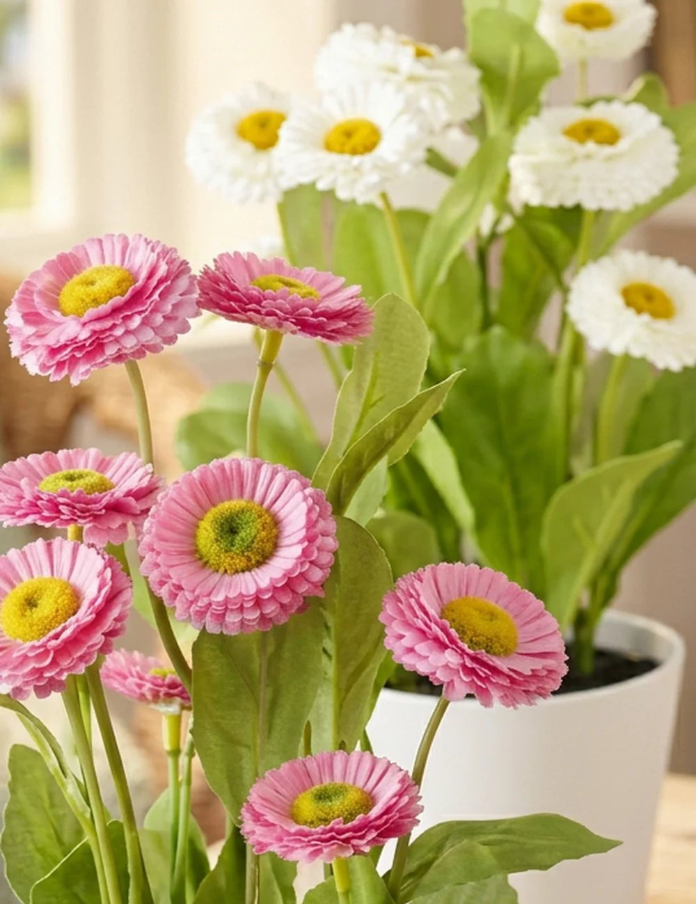 Topfpflanze Bellis – Ansicht von der Seite