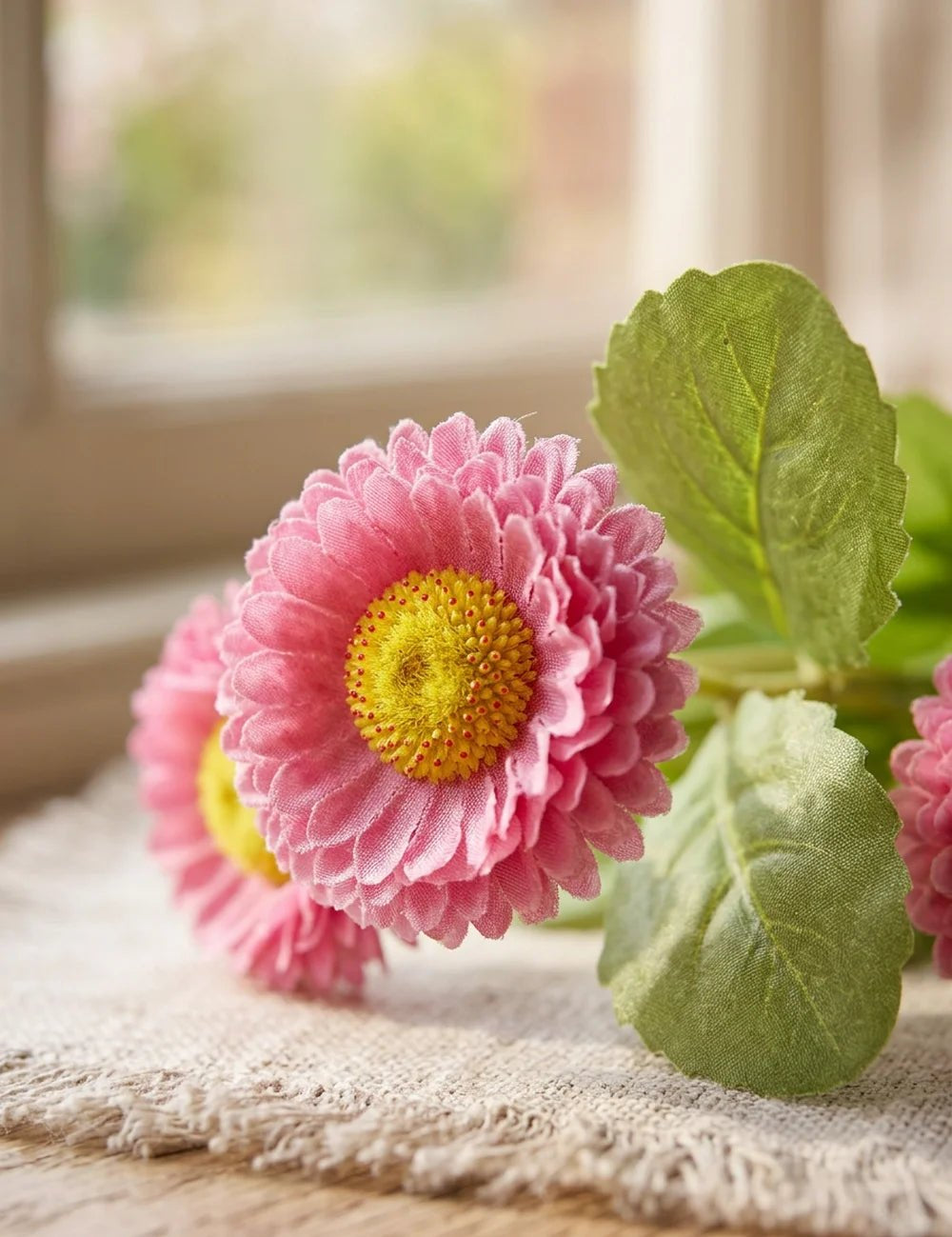 Topfpflanze Bellis – Nahaufnahme Materialdetail