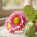 Topfpflanze Bellis – Nahaufnahme Materialdetail