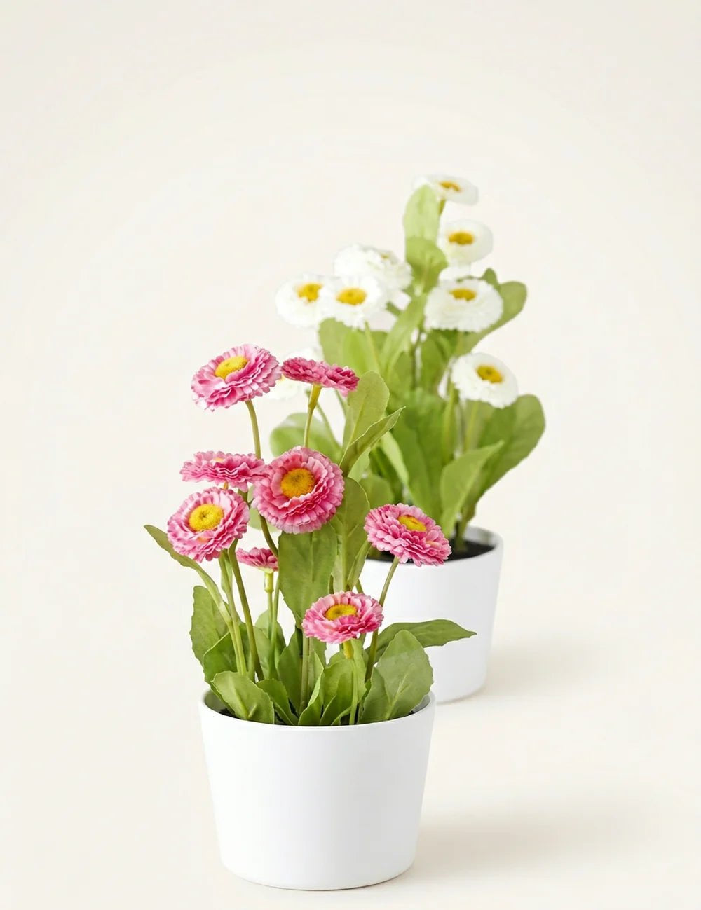 Topfpflanze Bellis – Produktansicht frontal