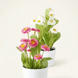 Topfpflanze Bellis – Produktansicht frontal