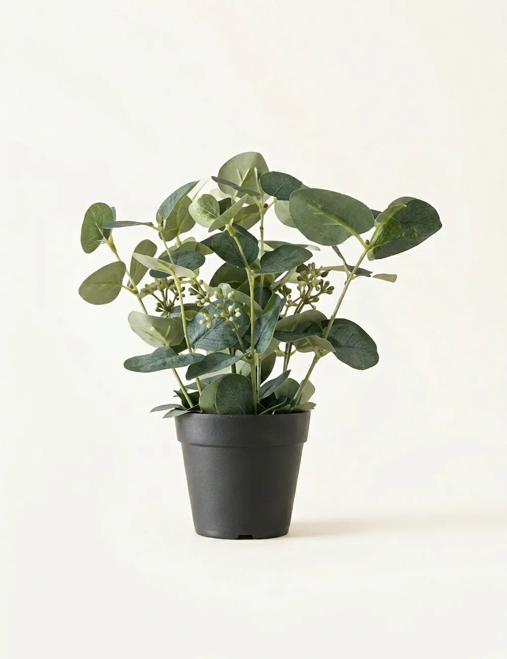 Topfpflanze Eukalyptus – Produktansicht frontal