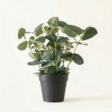 Topfpflanze Eukalyptus – Produktansicht frontal