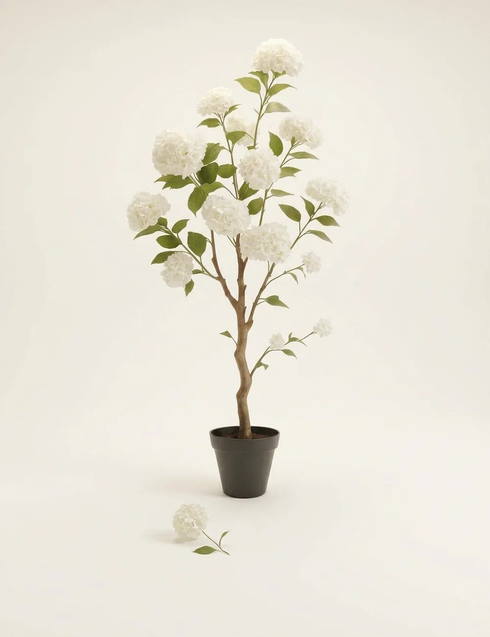 Topfpflanze Hortensie – Produktansicht frontal