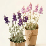 Topfpflanze Lavendel – Produktansicht frontal