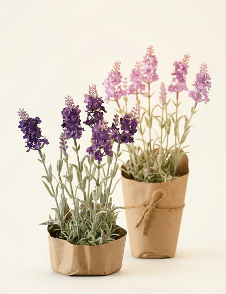 Topfpflanze Lavendel – WohnSinn