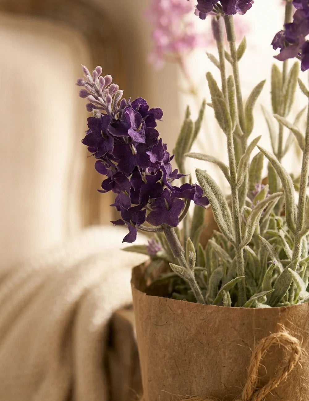 Topfpflanze Lavendel – Nahaufnahme Materialdetail