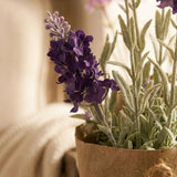 Topfpflanze Lavendel – Nahaufnahme Materialdetail