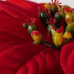 Topfpflanze Weihnachtsstern - WohnSinn