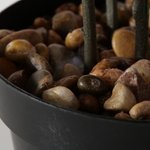 Topfpflanze Weihnachtsstern - WohnSinn