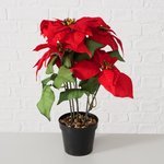 Topfpflanze Weihnachtsstern - WohnSinn