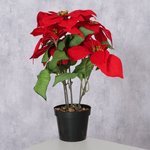 Topfpflanze Weihnachtsstern - WohnSinn
