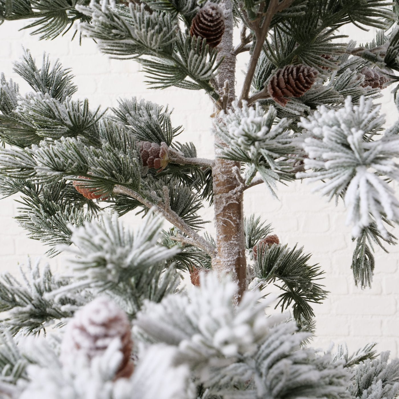 Weihnachtsbaum Kiefer - WohnSinn